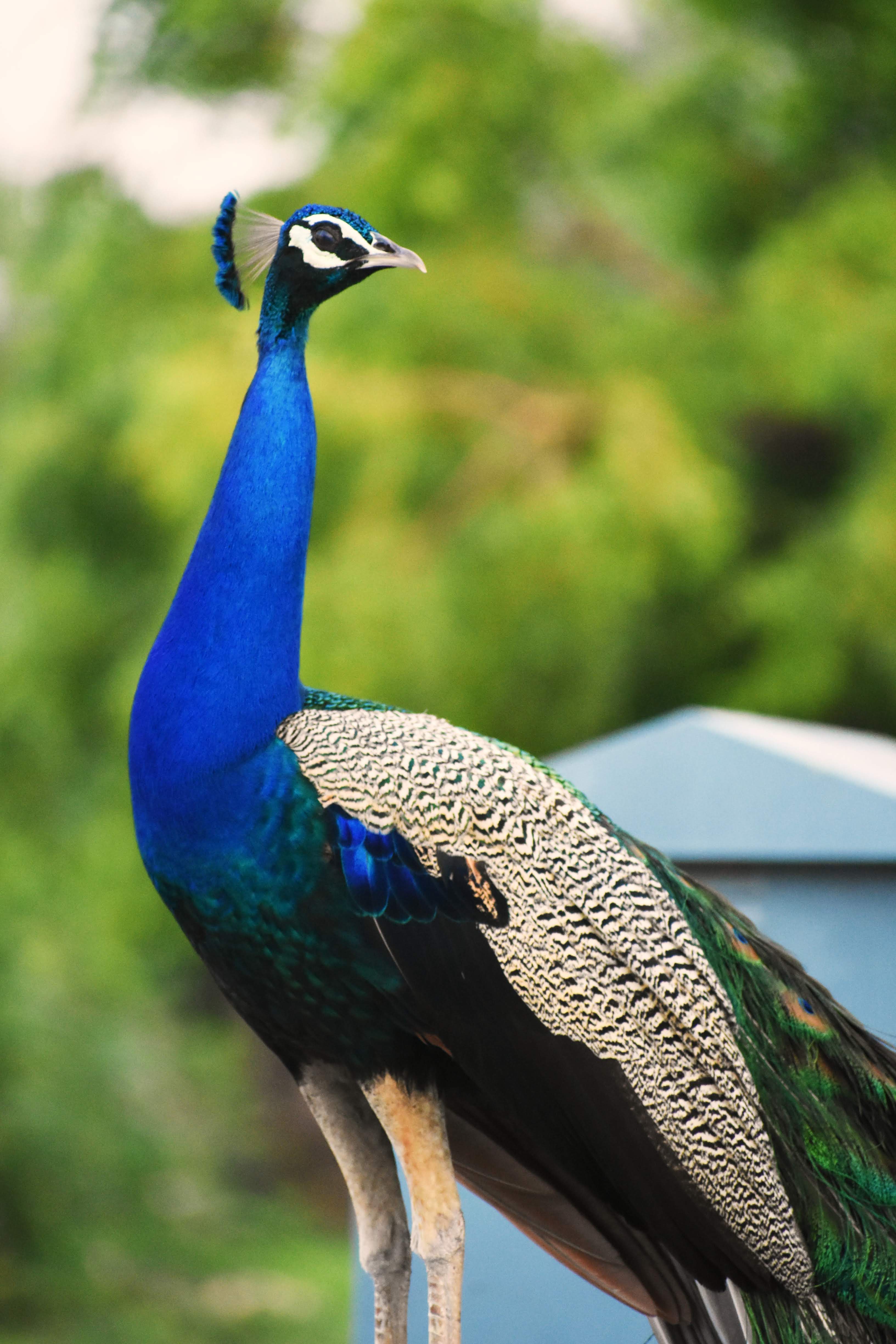 National bird India | Animal Photo Contest｜User Gallery｜CyberLink